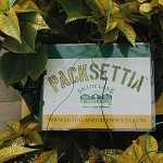 Packsettia