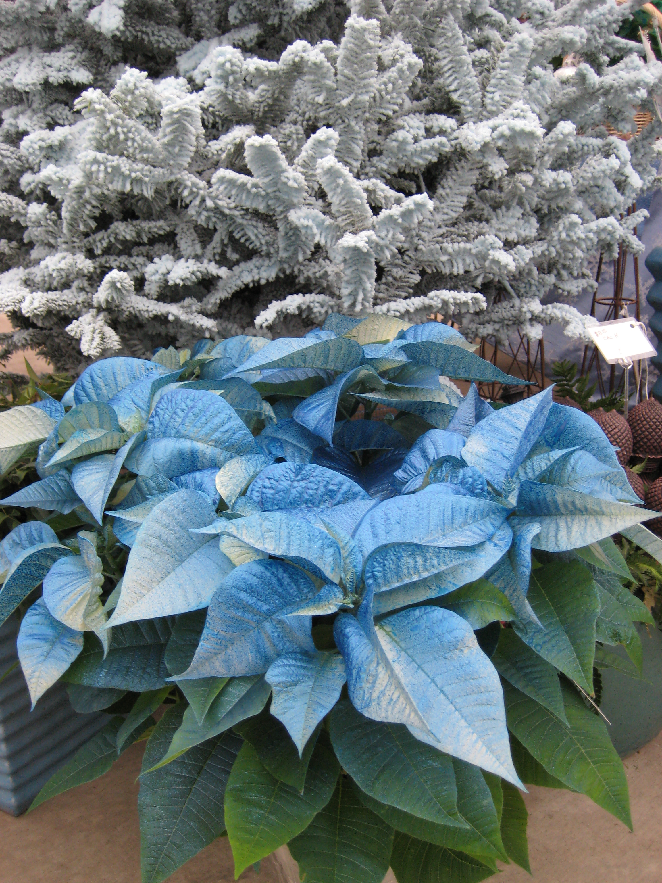Picture of Blue Moon Poinsettias and Flocked Evergreen Branches