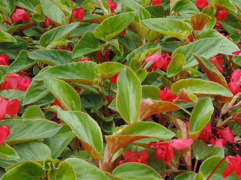 Dragon Wing Begonias Shady Lane Greenhouses