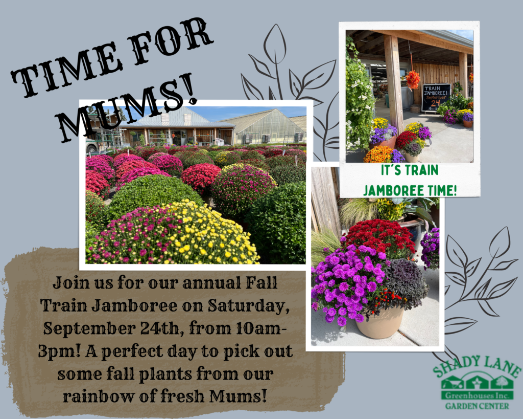 Mums & Trains Shady Lane Greenhouses