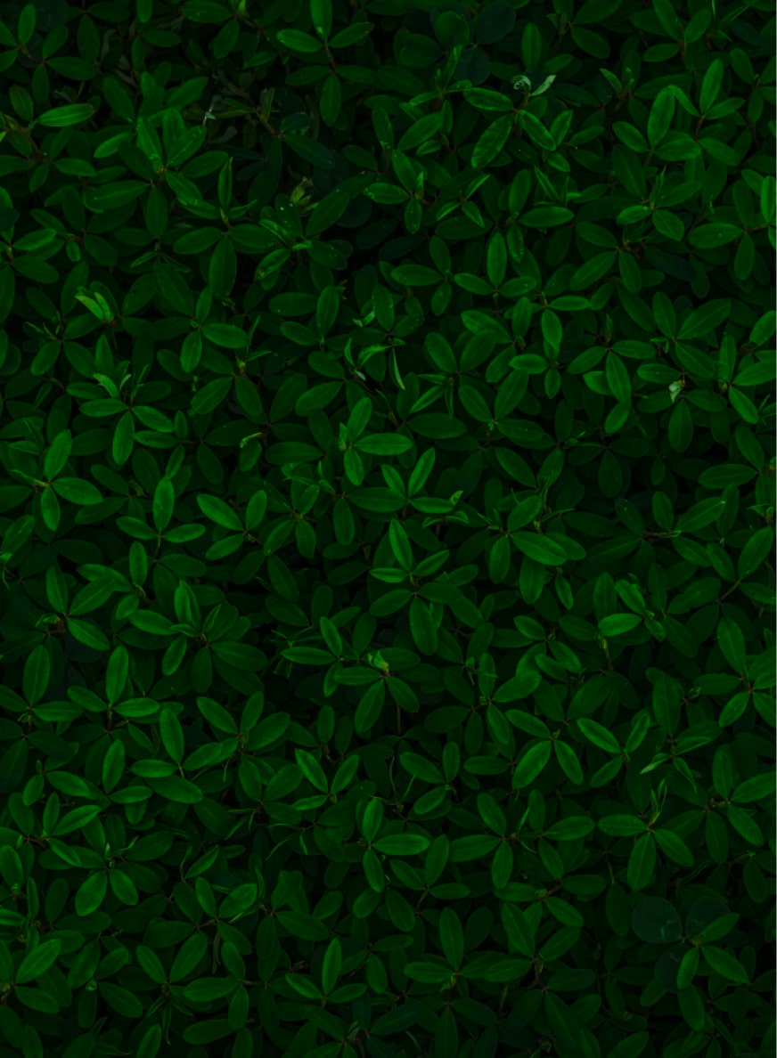 heidi-greenhouse02