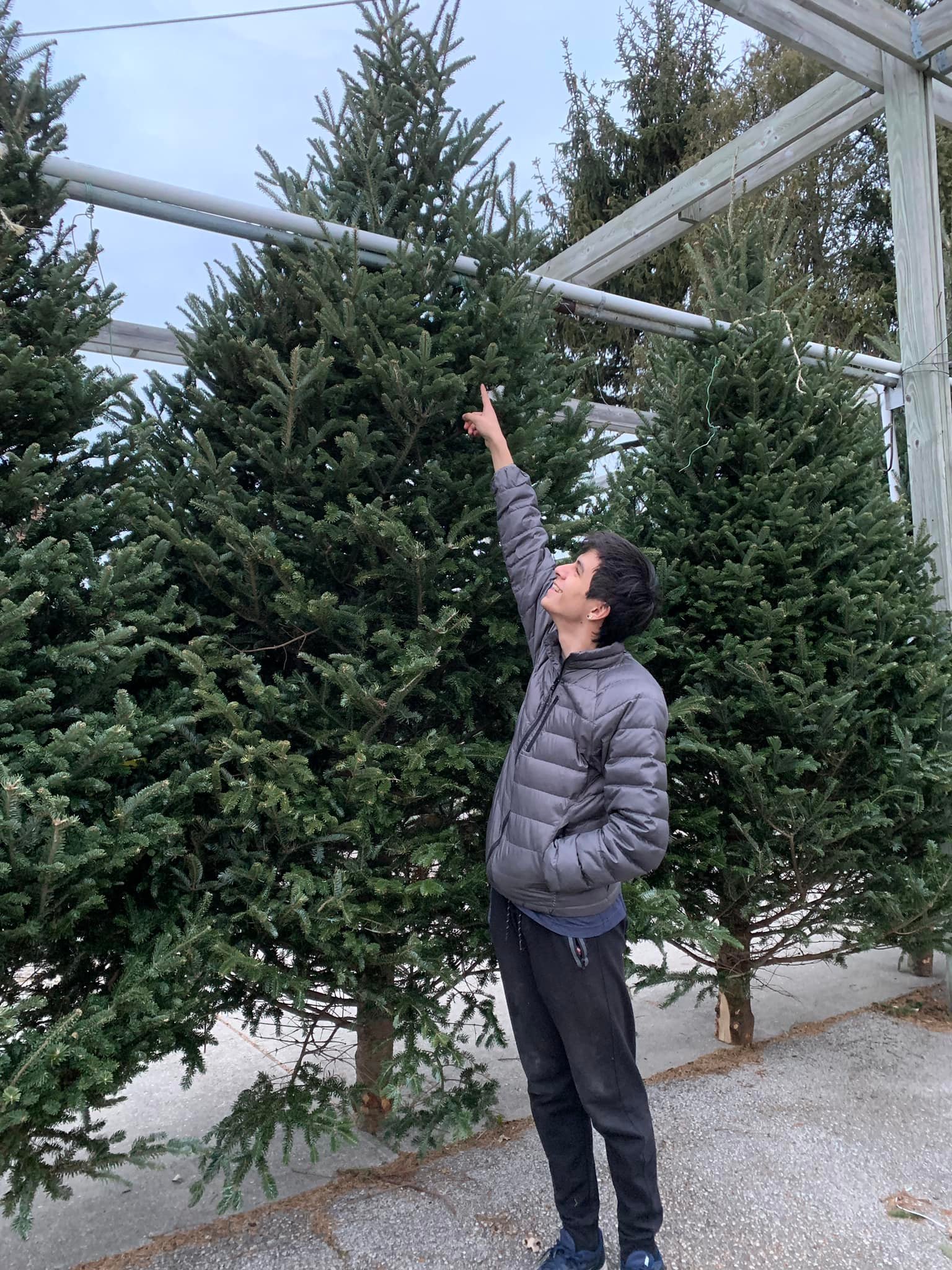 xl-tree