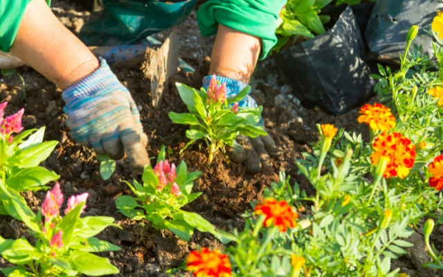 Planting