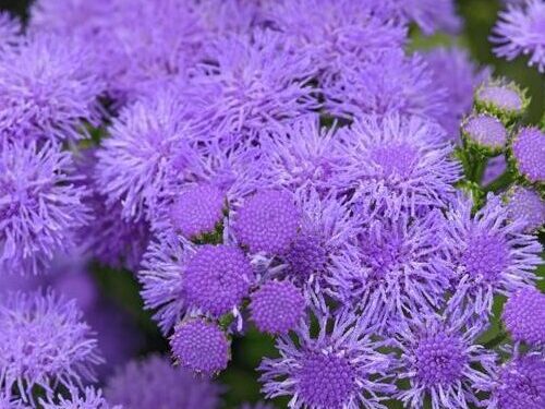 Ageratum Monarch Magic