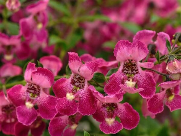 Angelonia Angel Flare Orchid