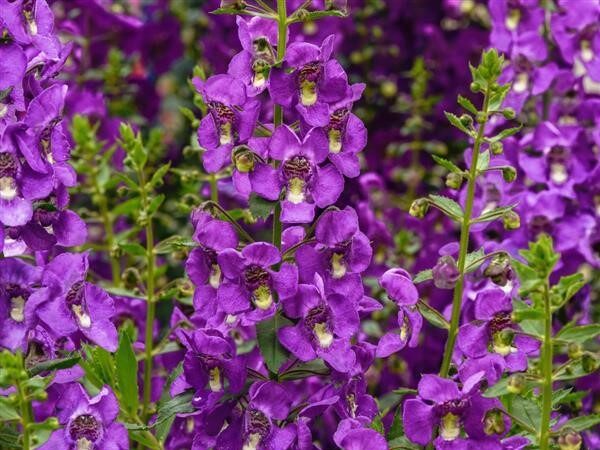 Angelonia Guardian Angel Blue