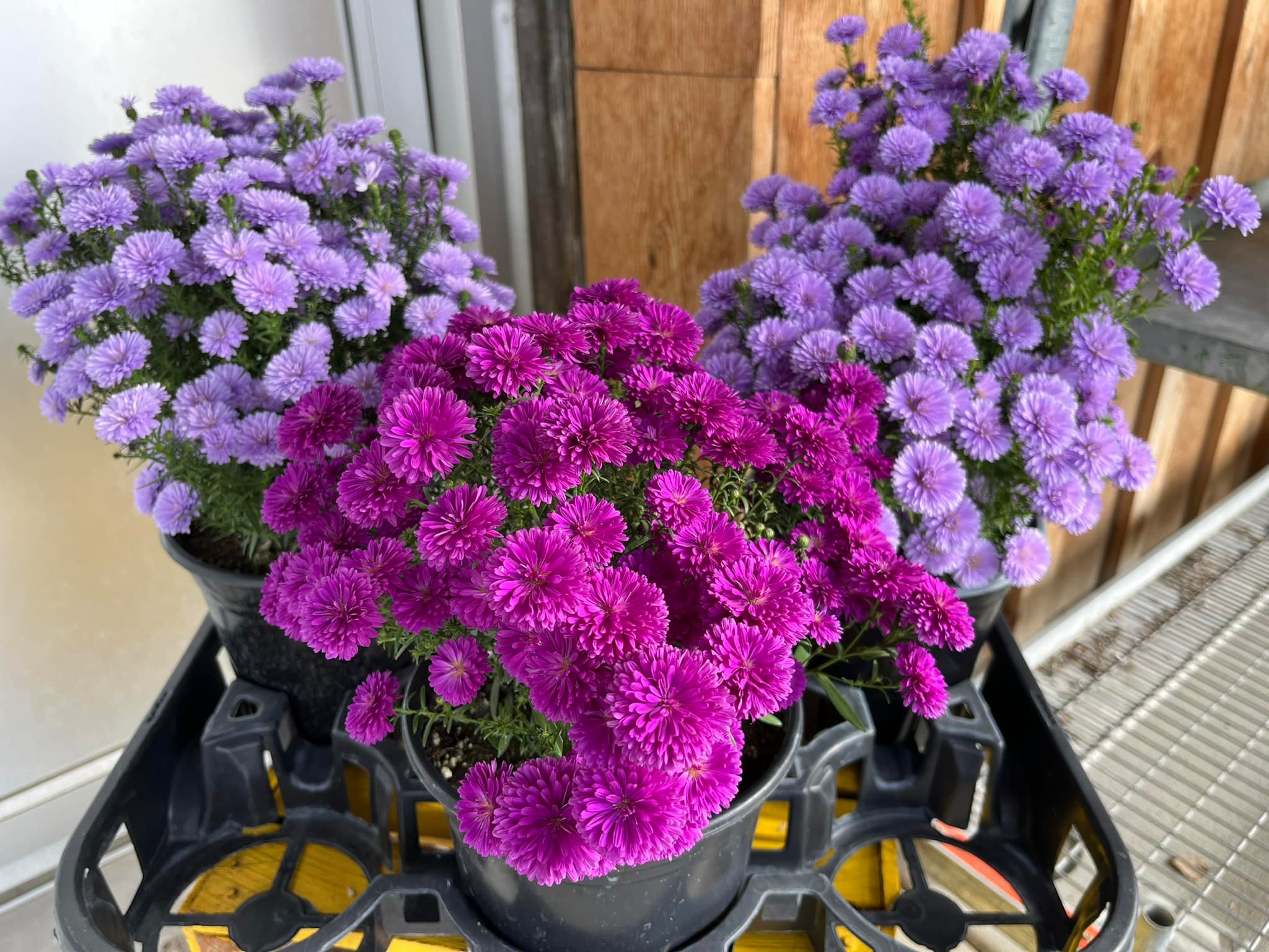 Asters