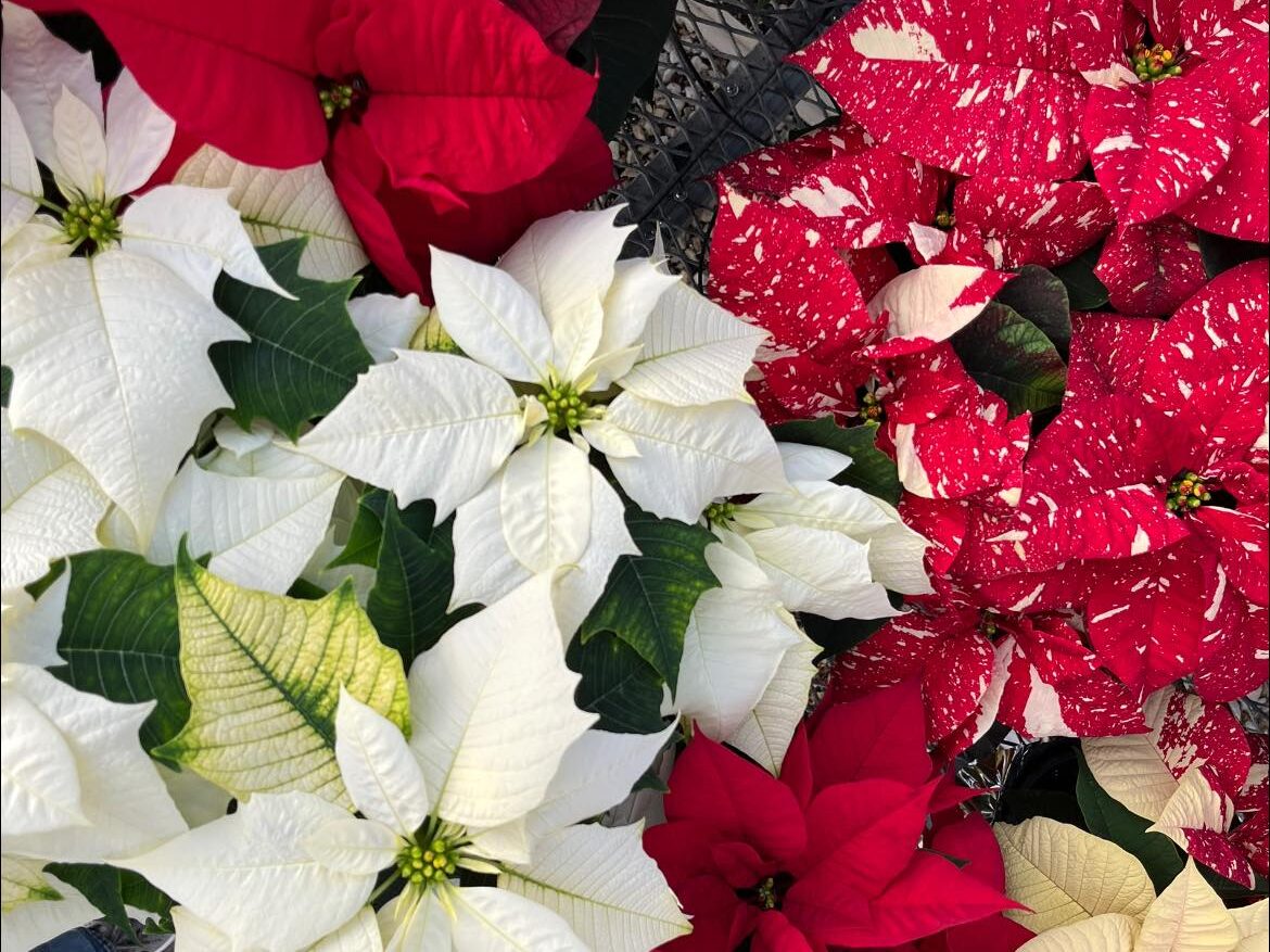 Beautiful Combinations 12.13.2024