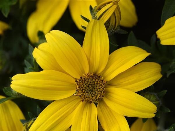 Bidens Sun Drop