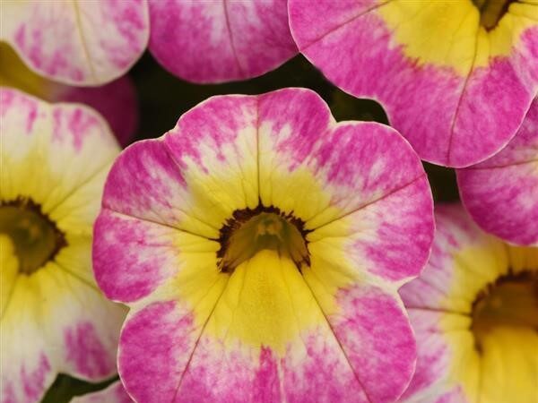 Calibrachoa Cha-Cha Diva Hot Pink