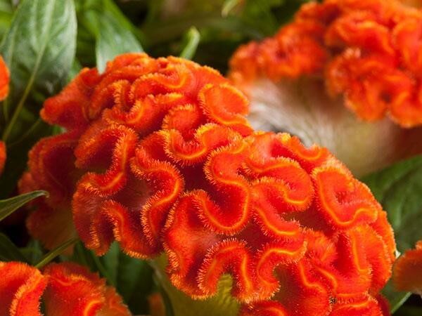 Celosia Twisted Dark Orange