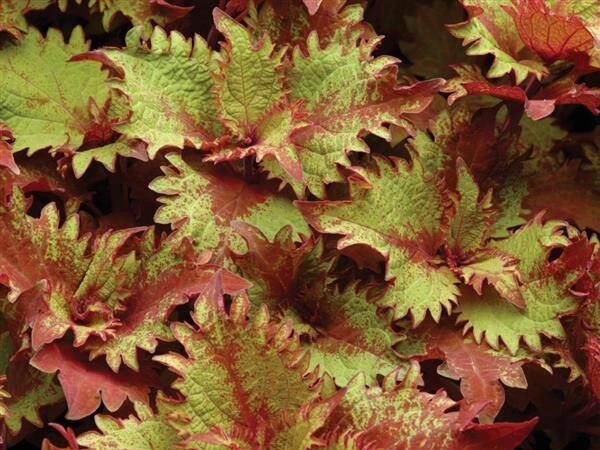 Coleus Charged Up Henna