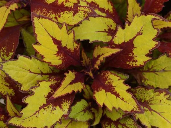 Coleus FlameThrower Spiced Curry