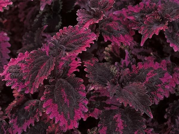 Coleus Florida Sun Rose
