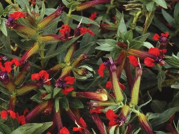 Cuphea Firecracker