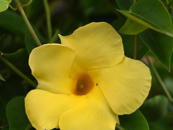Dipladenia Tropica Grande Citrine