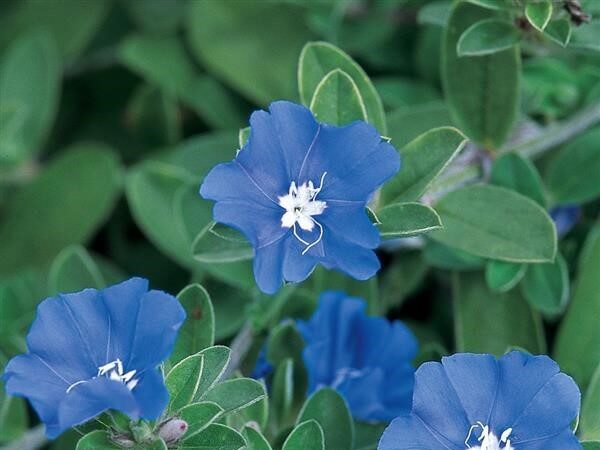 Euphoria Blue Daze