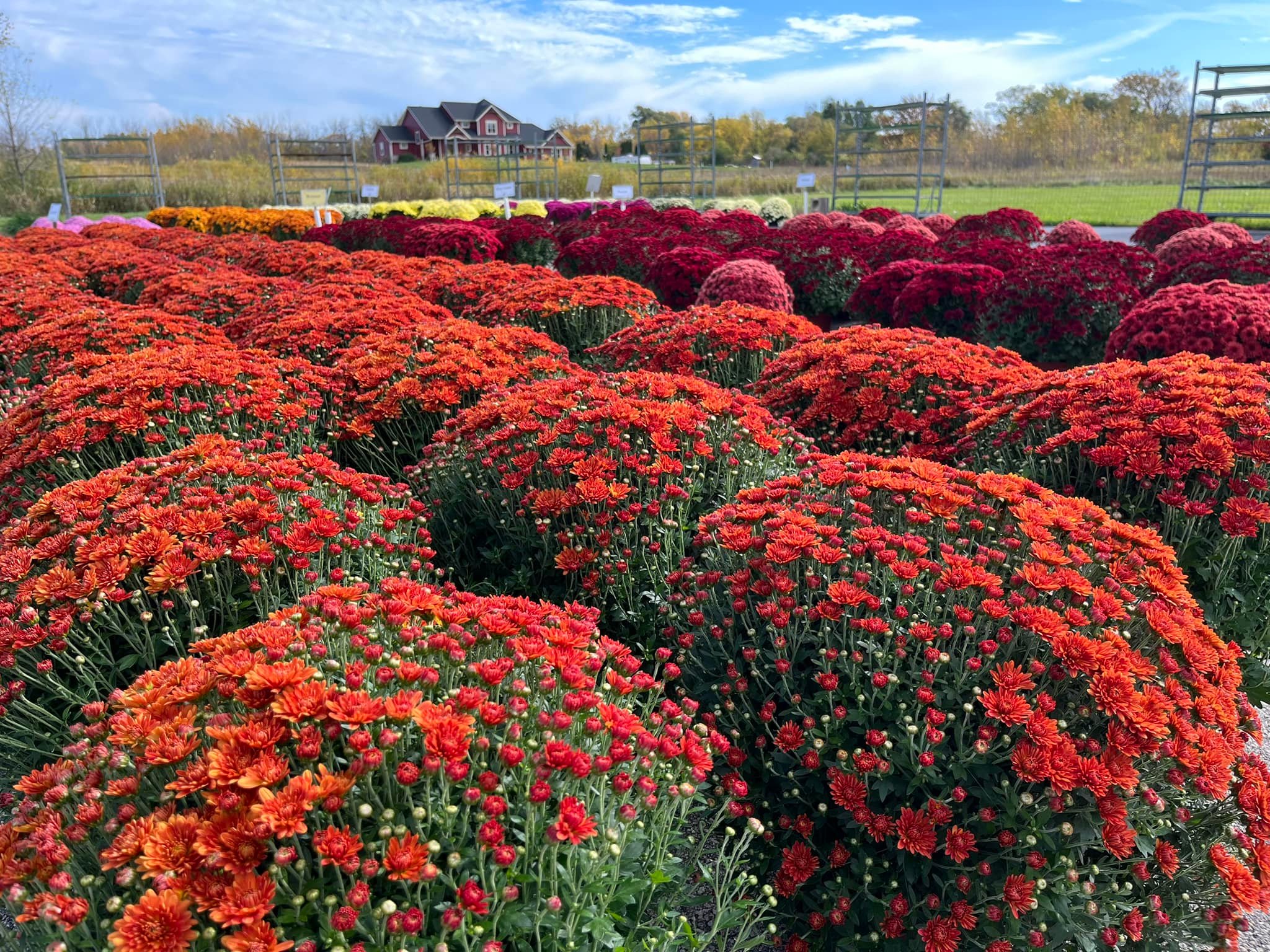 Fall Mums 10.18.2023