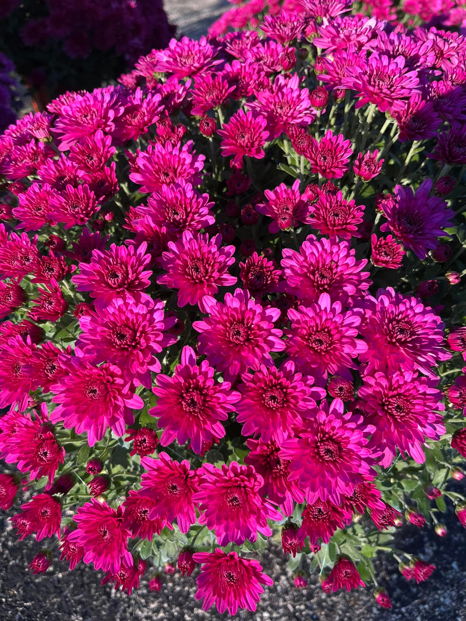 Fushia Fall Mum 10.16.2023