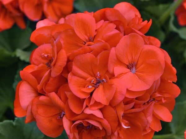 Geranium Solera Orange