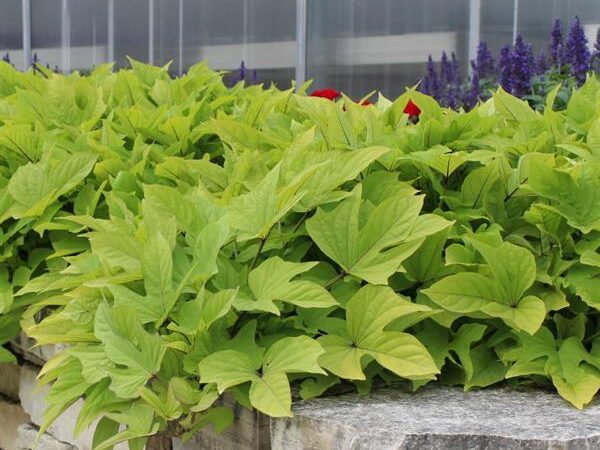 Ipomoea Solar Power Lime Heart