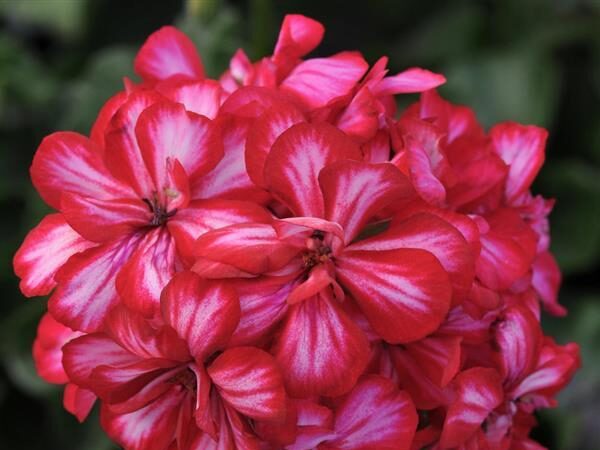 Ivy Geranium Focus Red Ice
