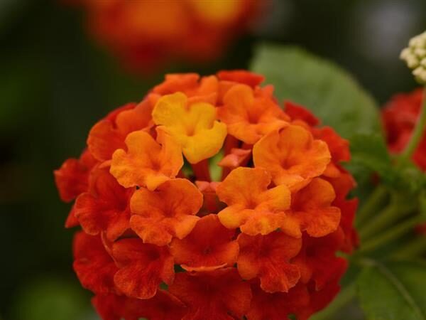 Lantana Lucky Red