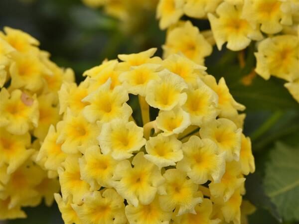 Lantana Shamrock Butterscotch Glow