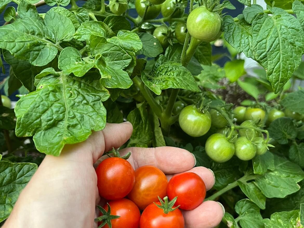 Little Bing Dwarf Cherry Tomatoes 2.22.2025
