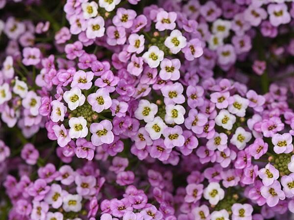 Lobularia Easy Breezy Pink