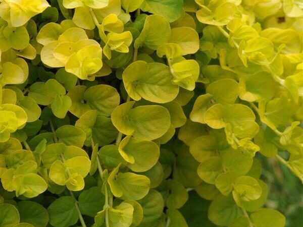 Lysimachia nummularia Goldilocks