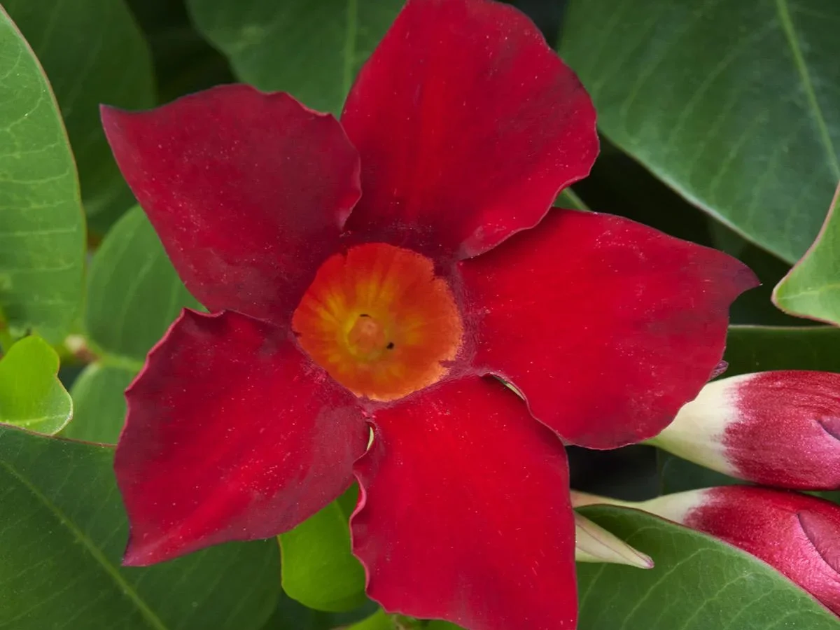 Mandevilla hybrid Madinia Deep Red