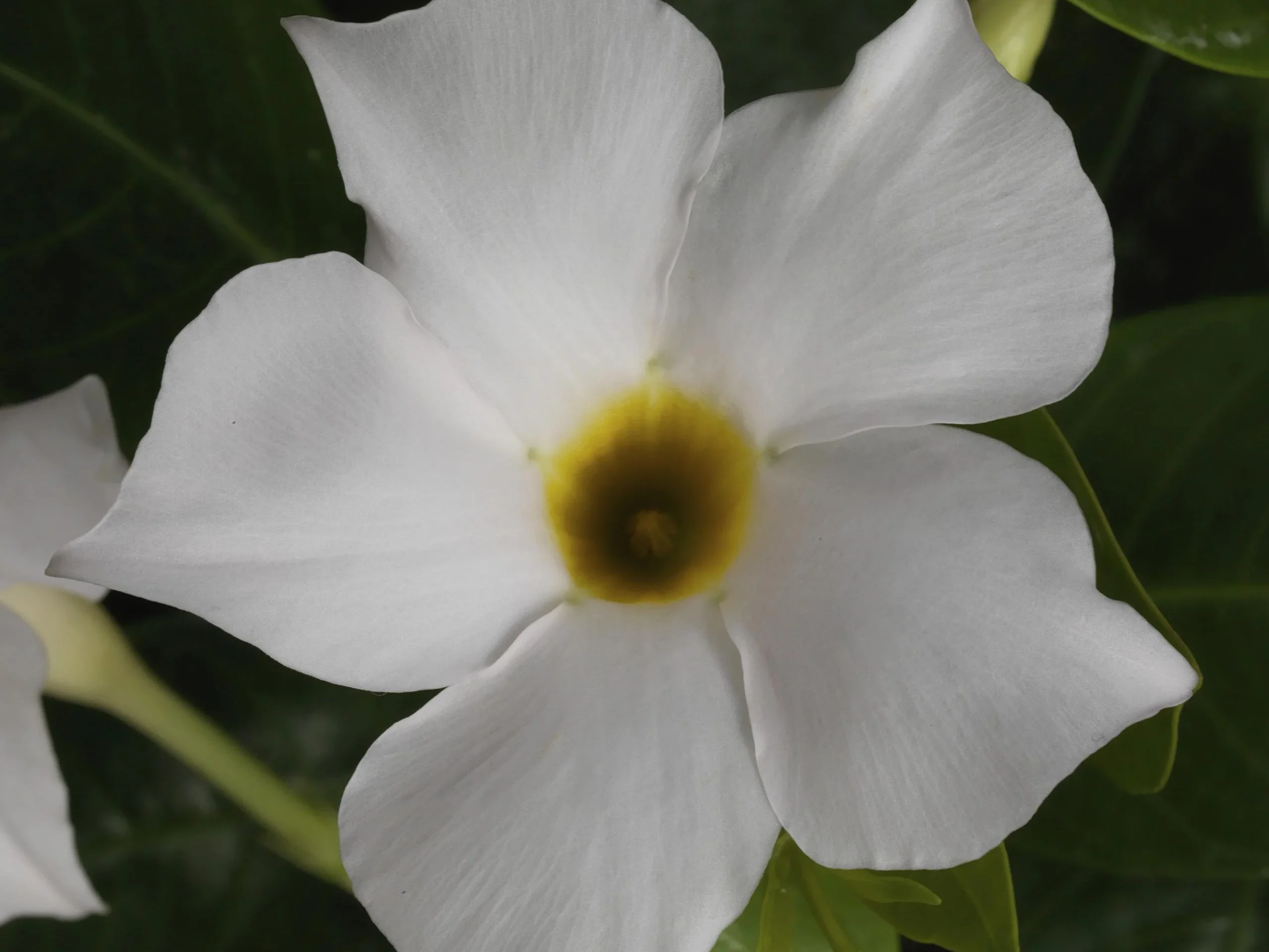 Mandevilla hybrid Madinia White