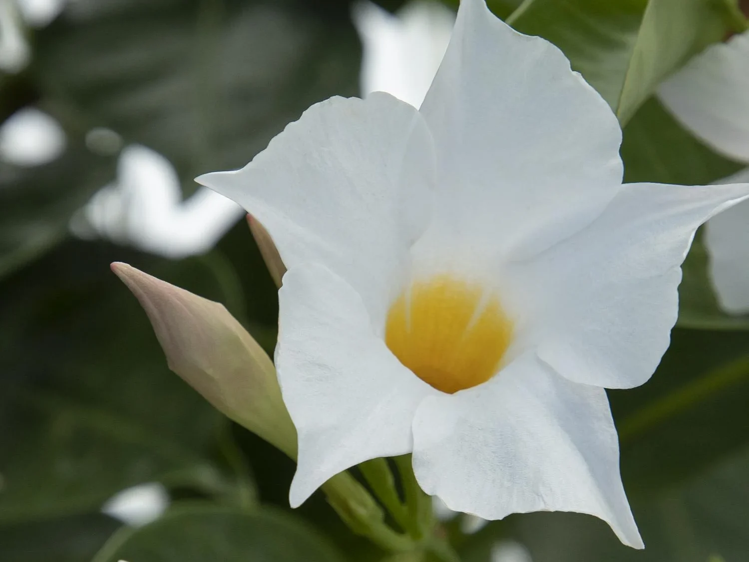 Mandevilla hybrid Sunvilla White