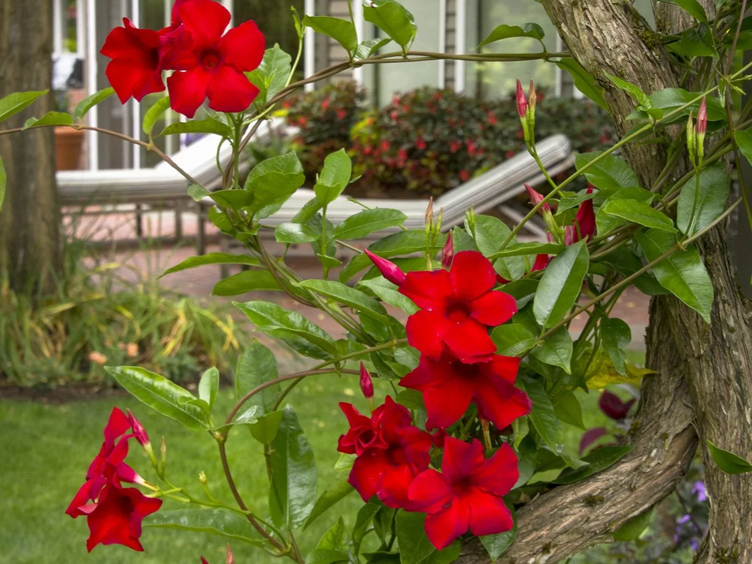 Mandevilla x Sun Parasol Giant Crimson