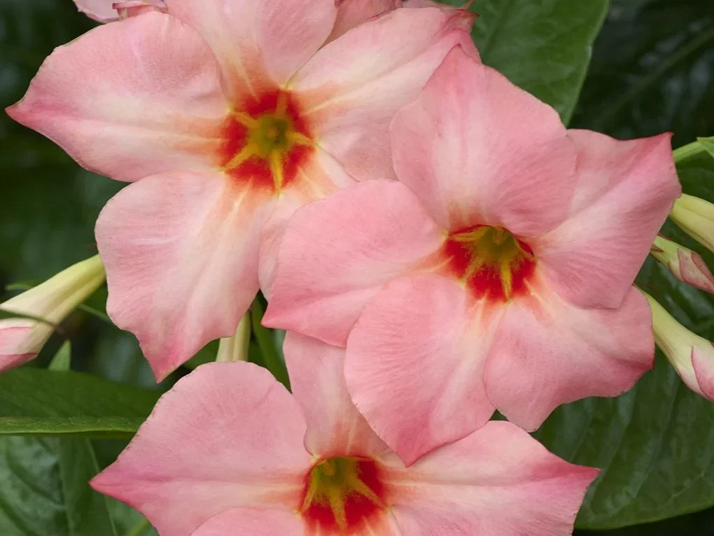 Mandevilla x Sun Parasol Giant Peach
