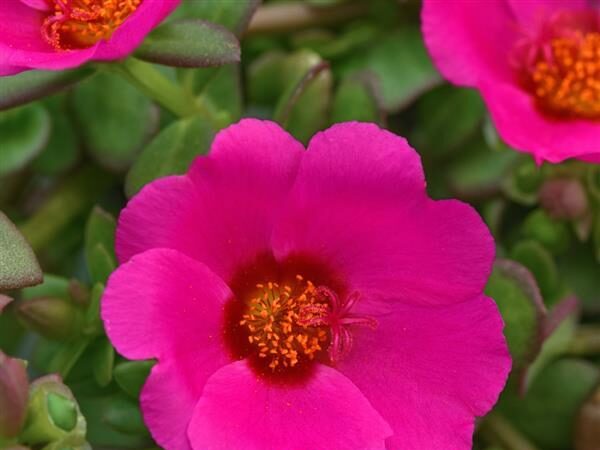 New Purslane RioGrande Magenta 26
