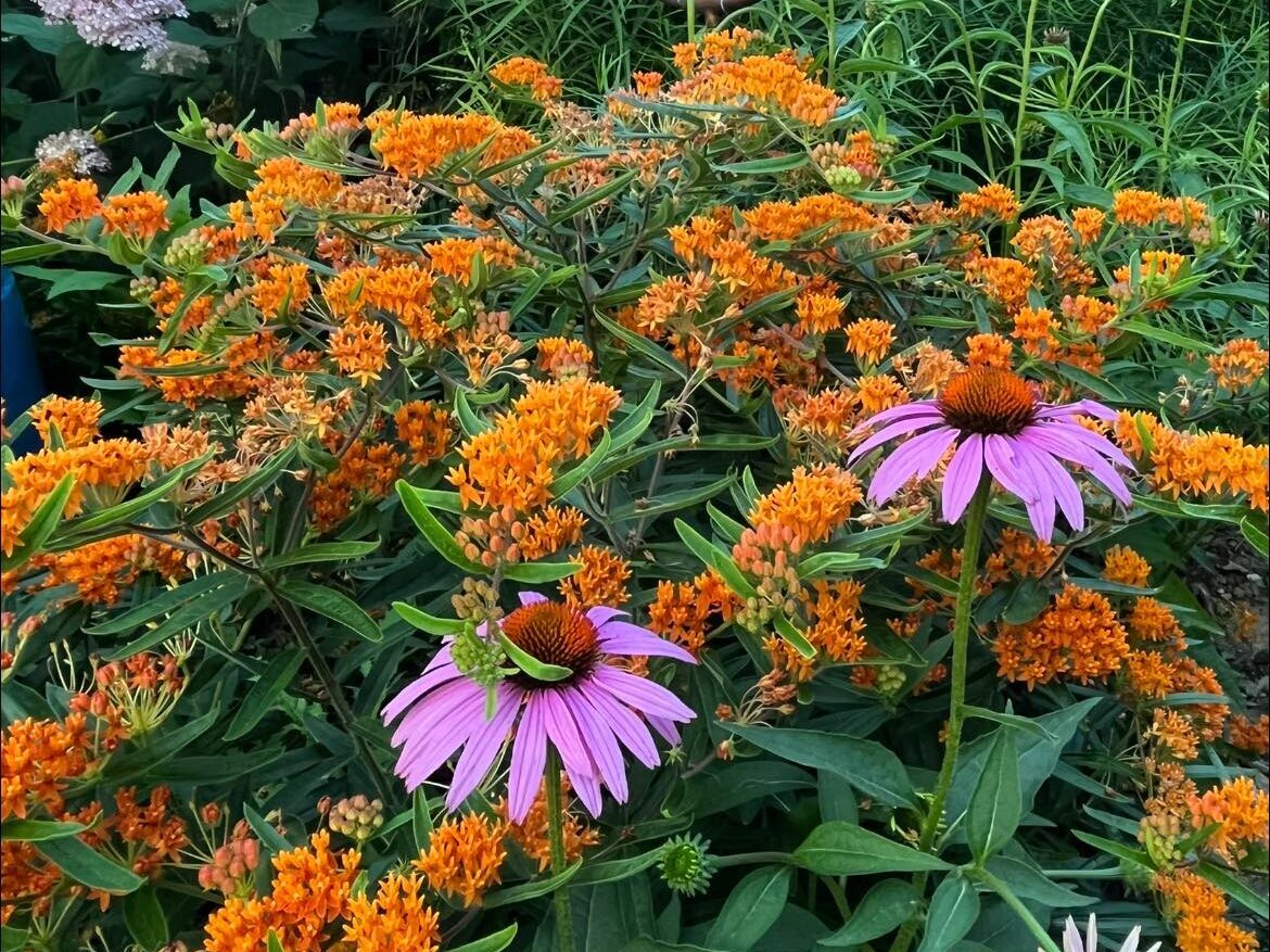Perennial Garden 3.28.2025