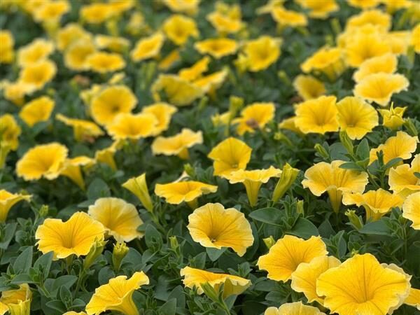 Petunia Bee's Knees