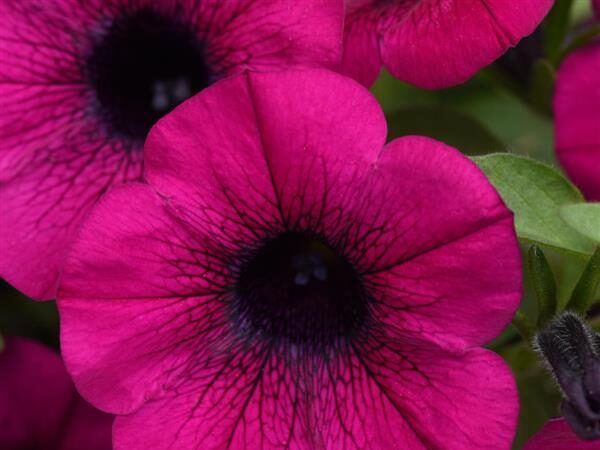 Petunia ColorRush Purple
