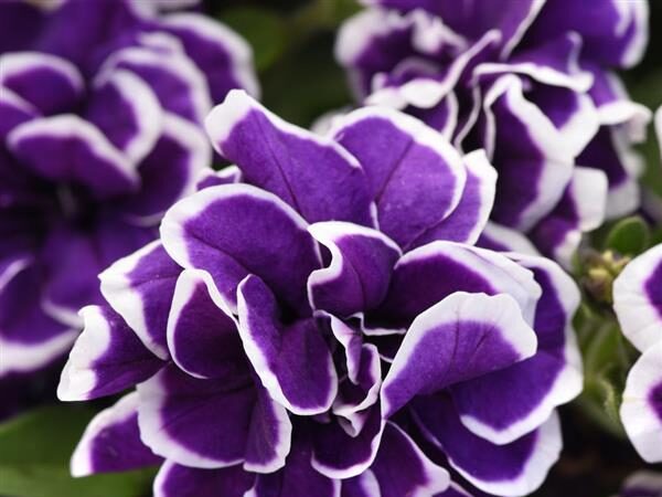 Petunia Frosted Sapphire