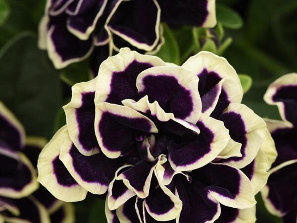 Petunia Midnight Gold