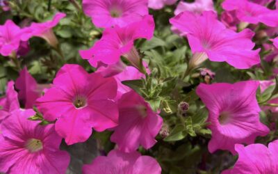 May 10th – Blumen Bash