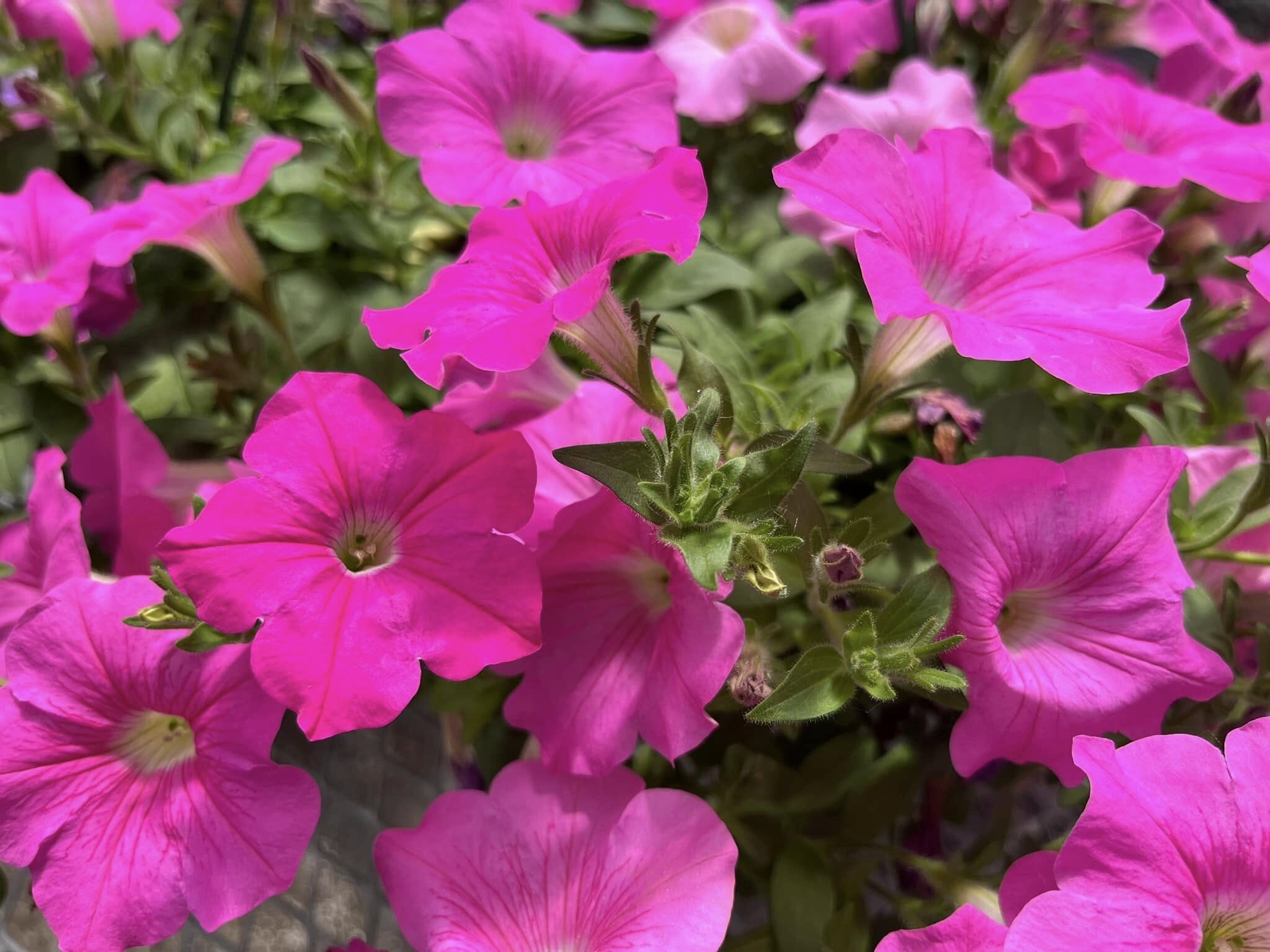 Pink Petunia 5.31.2024