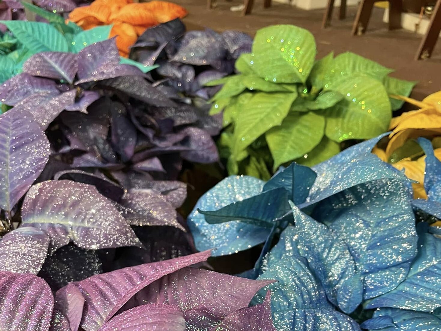 Purples Blues & Greens 12.16.2024