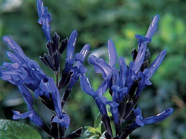 Salvia Black & Blue