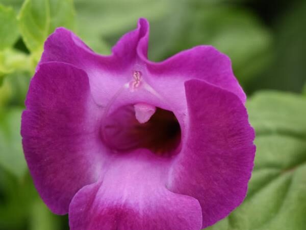 Torenia Summer Wave Large Amethyst