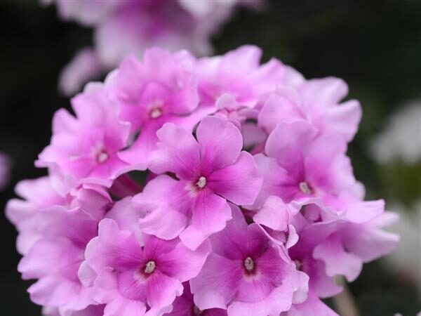 Verbena EnduraScape Pink Bicolor