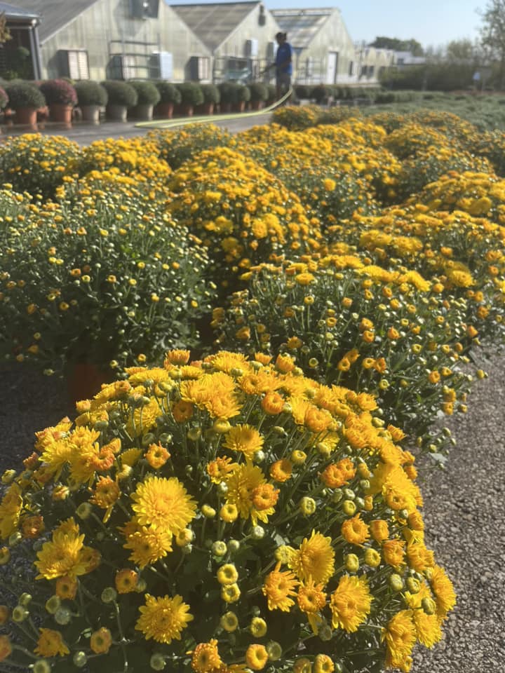 Yellow Mums 9.18.2024