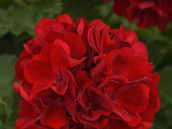 Zonal Geranium Dynamo Dark Red